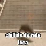 rata triste
