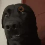 🌈🐕Reaccion Perros Pal Chat🐕🌈