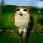 Meowl 🐱Gatos michis 🐾
