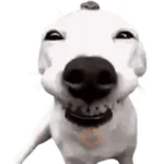 Perros xd