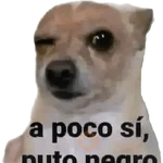 Perros xd