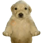 Perros xd