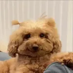 Perros Reacciones🐕🦴