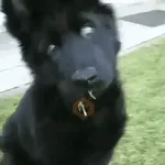 Perros Reacciones🐕🦴