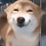 Perros Reacciones🐕🦴