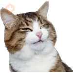 Erizos y Gatos 