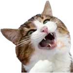 Erizos y Gatos 