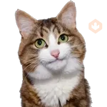 Erizos y Gatos 