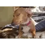 perro chihuahua gracioso