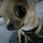 Memes cachorros