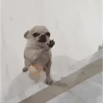 Memes cachorros