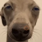 Memes cachorros