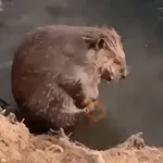 Animales divertidos 🐾