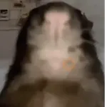 Animales divertidos 🐾