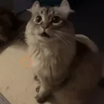 Animales divertidos 🐾