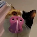 Animales divertidos 🐾