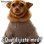 Animales con frases 💬