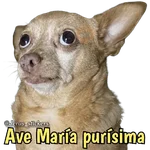 Animales con frases 💬