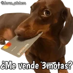 Animales con frases 💬