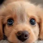 Animales IA
