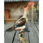Animales Graciosos 😂