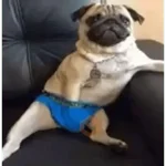 Animales Graciosos 😂