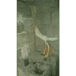 Animales Graciosos 😂