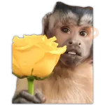 🌻💐FLORES AMARILLAS 4💐🌻