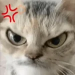 Meme Kucing Ngambek 😾