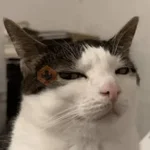 Meme Kucing Ngambek 😾