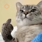 Meme Kucing Ngambek 😾