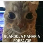 animales 2