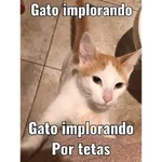animales 2