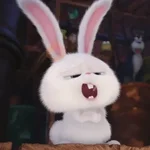 Snowball random 🐰