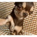sexo cn animales pequeños