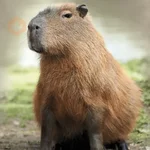Capibara 🥰