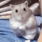 🌈🐀✨️Ratitas Mood Graciosas✨️🐀🌈