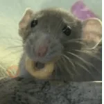 🌈🐀✨️Ratitas Mood Graciosas✨️🐀🌈