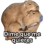Capibara