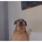 animales viendo la camara