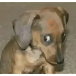 animales random 