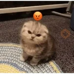 animales random 