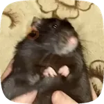 🧀 Ratitas pal chat 🐀🐁