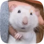 🧀 Ratitas pal chat 🐀🐁