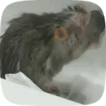 🧀 Ratitas pal chat 🐀🐁
