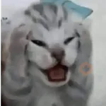 meme kucing / cat