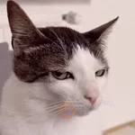 meme kucing / cat