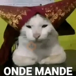meme kucing / cat