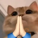 meme kucing / cat