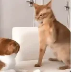Animales